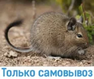 Чилийская белка дегу