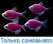 Тернеция Glo-Fish фиолетовая