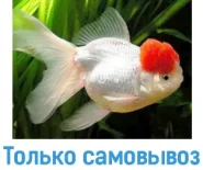 Оранда красная шапочка