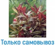 Альтернатера рейнера лилиевидная