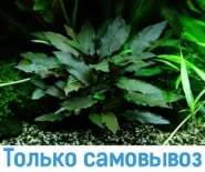 Криптокорина Беккета Зелена