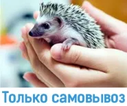 Ёж карликовый Африканский