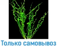 Ехінодорус Везувій