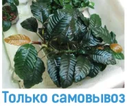 Анубіаси кофейнолистый