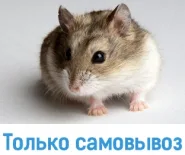 Хомяк джунгарский