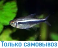 Неон черный