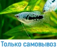 Гурами мраморный