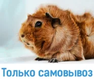 Морская свинка розеточная