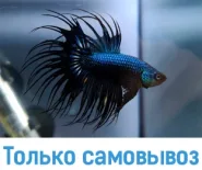 Петушок коронохвостый (Betta) аквариумная рыбка