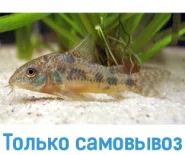 сомик Коридорас крапчатый