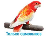 Розелла