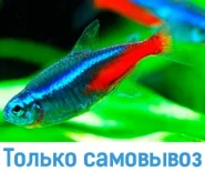Неон голубой