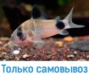сомик Коридорас панда
