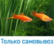 Меченосец красный