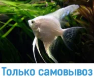 Скалярия белая платиновая