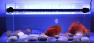 Подводная подсветка T4-50LED светодиодная 8W 50см