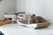 Когтеточка-лежанка для кошек Dream Say Meow