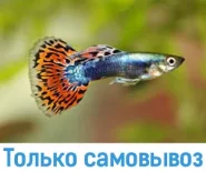 Гуппи