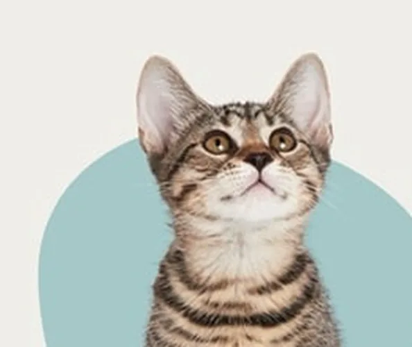 Всё для котят