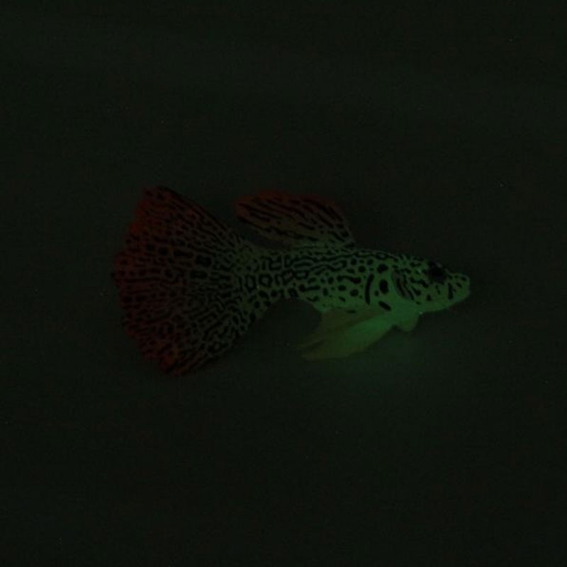 Рибка силіконова гуппі 7.5 см CL0020  - Декорації для акваріума