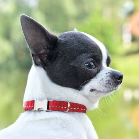 Ошейник ACTIVE для собак мелких пород нейлоновый со светоотражением и металлической пряжкой Красный  -  Ошейники для собак BronzeDog     