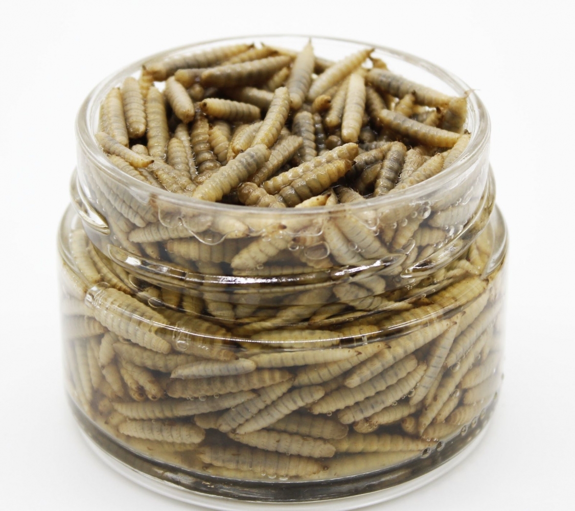 Корм Flipper Консервований борошняний черв'як, 100 г  -  Корми для рептилій 