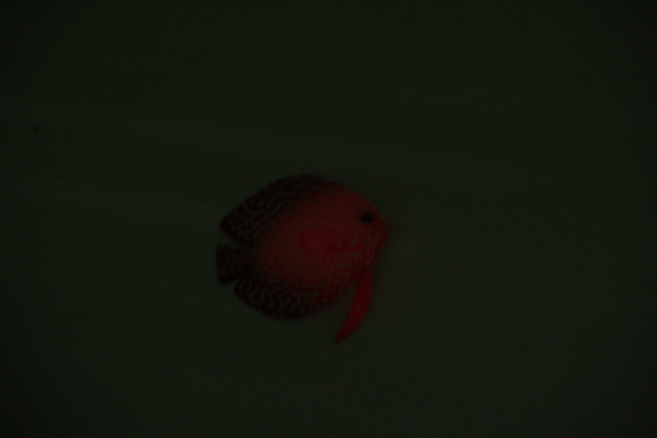 Рибка силіконова Дискус 8 см CL0022  -  Декорації для акваріума -   Вид Штучні Рибки  