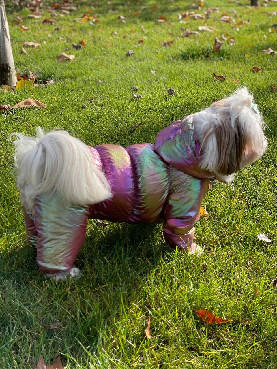 Комбинезон Медея на силиконе (девочка)  -  Зимняя одежда для собак 