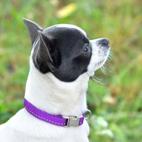 Ошейник ACTIVE для собак мелких пород нейлоновый со светоотражением и металлической пряжкой Фиолетовый  -  Ошейники для собак BronzeDog     
