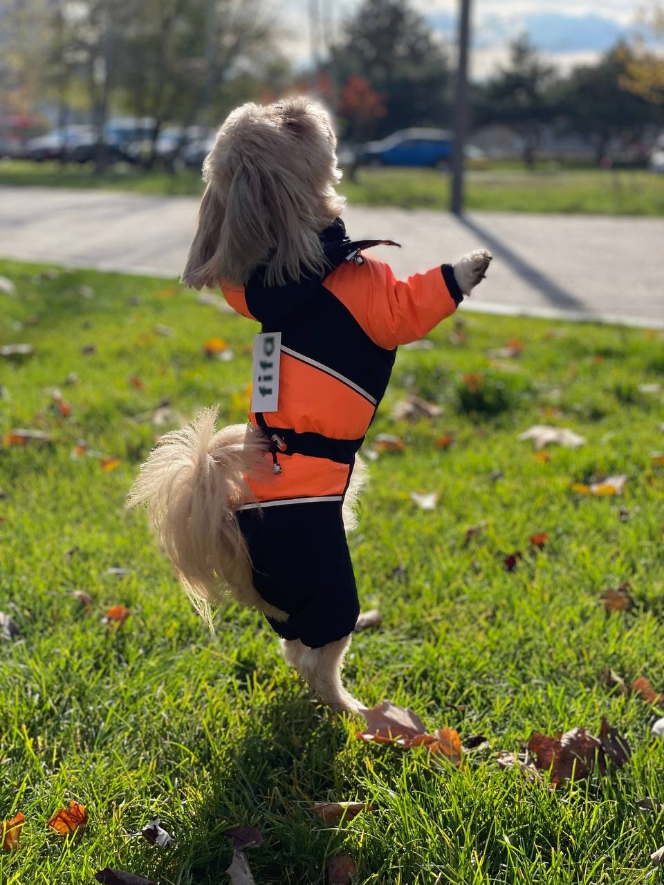 Комбінезон Рікі на силіконі (хлопчик)  -  Одяг для собак -   Розмір одягу M1  