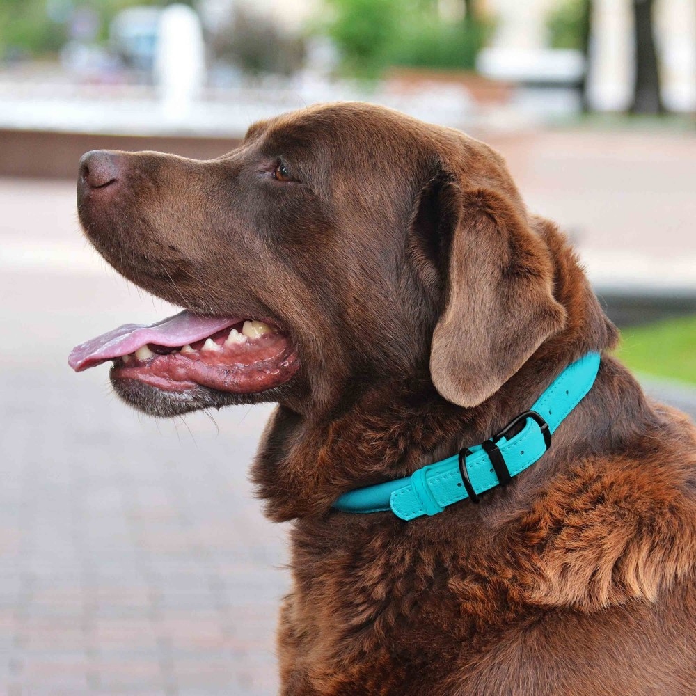 Нашийник для Собак круглий Шкіряний BronzeDog Premium з металевою фурнітурою Блакитний т 00312  -  Нашийники для собак -    