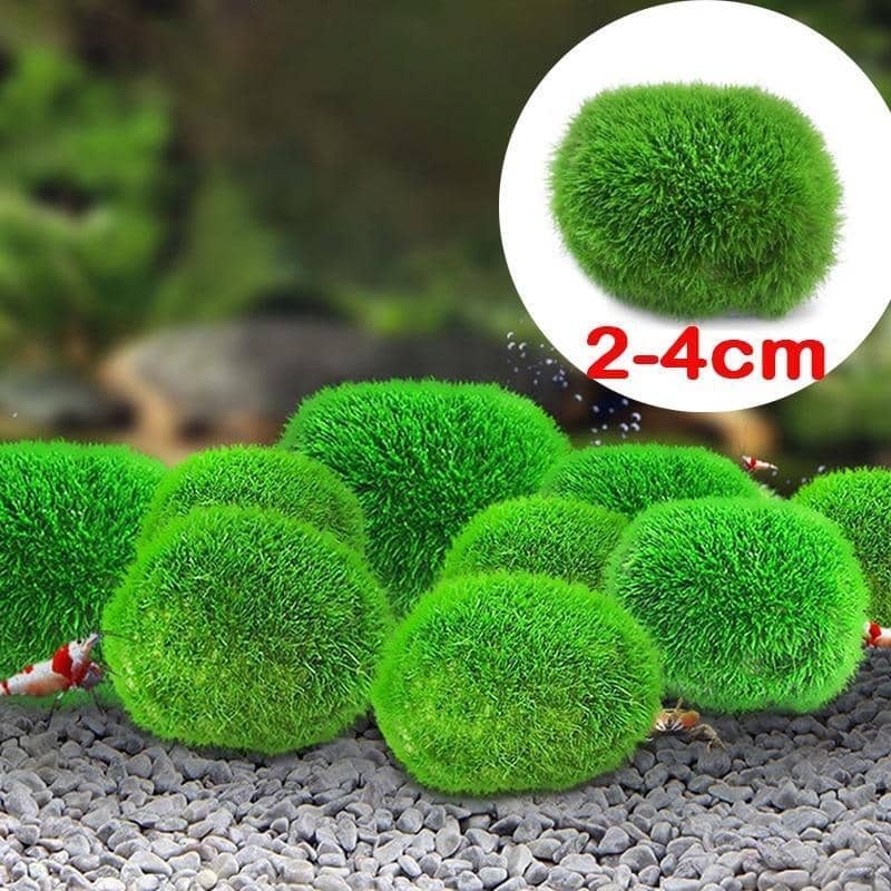 Кладофора кульковидна 3см  - Акваріумні рослини