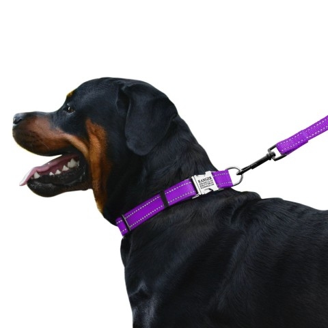Ошейник ACTIVE нейлоновый со светоотражением и металлической пряжкой Фиолетовый  -  Ошейники для собак -   Материал: Нейлон  