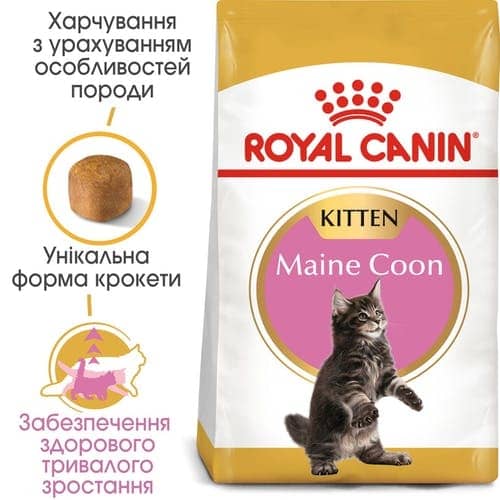 Royal Canin MAINE COON KITTEN (Роял Канин) сухой корм для котят породы Мейн-кун  -  Сухой корм для кошек -   Возраст: Котята  