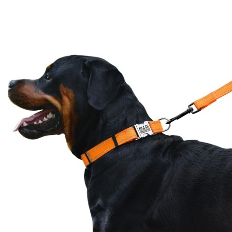 Ошейник ACTIVE нейлоновый со светоотражением и металлической пряжкой Оранжевый  -  Ошейники для собак BronzeDog     