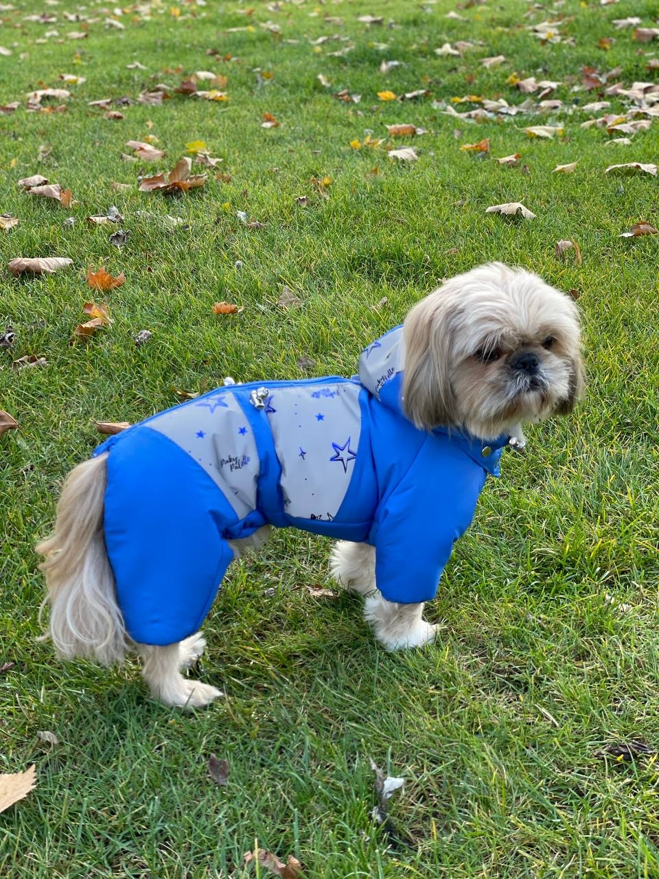 Комбинезон Айк на силиконе (мальчик)  -  Одежда для собак -   Размер одежды S2  