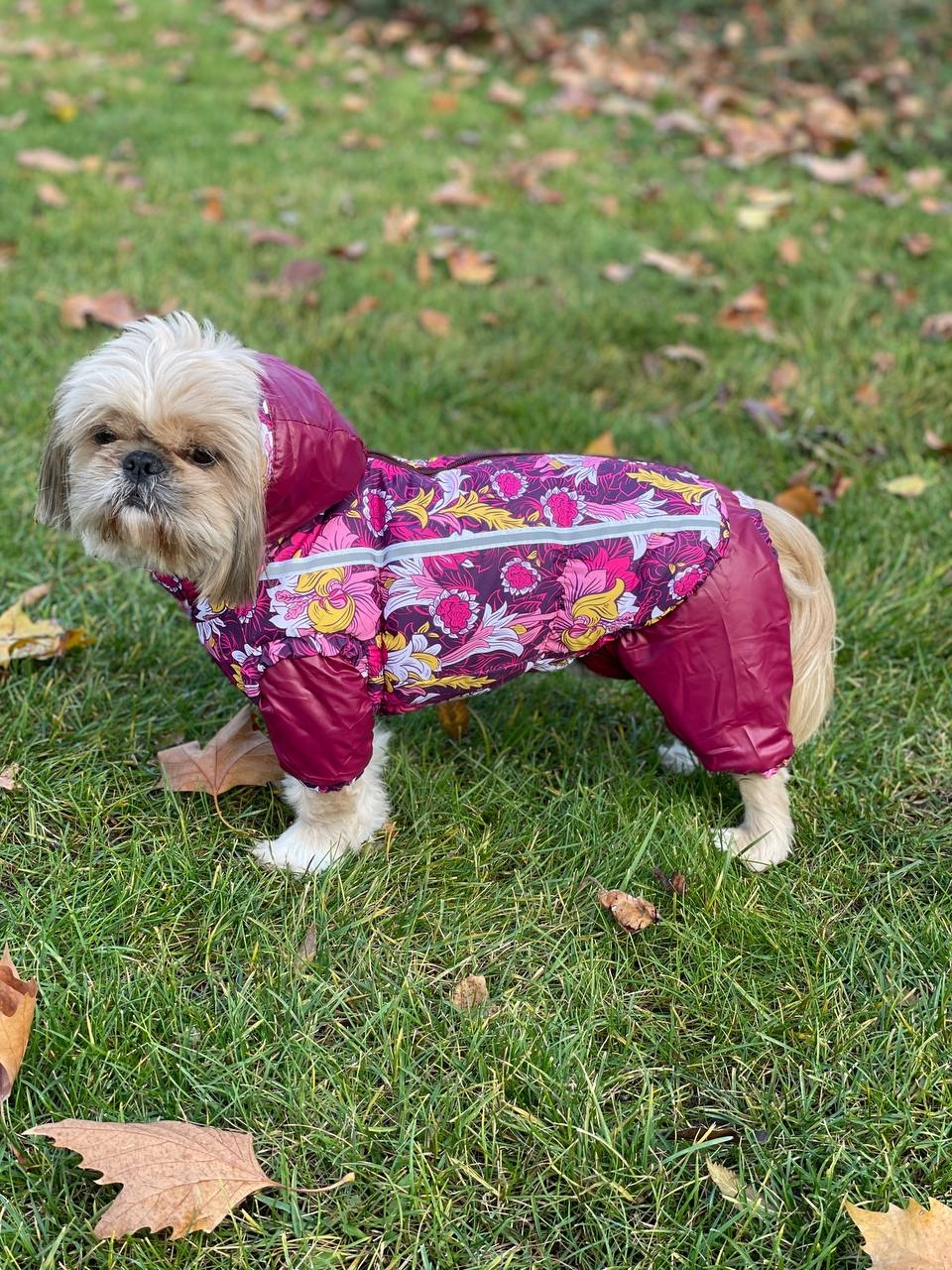 Набор Фрезия жилет силикон + комбинезон велсофт бордо (девочка)  -  Одежда для собак -   Размер одежды S1  