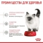 СТАРТОВИЙ НАБІР Royal Canin Kitten Sterilised корм для кошенят до 12 міс 3