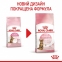 АКЦИЯ Royal Canin KITTEN STERILISED для стерилизованных котят набор корму 2 кг + 4 паучи 2