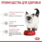 АКЦИЯ Royal Canin Kitten для котят на каждый день (до 12 месяцев) набор корму 2 кг + 4 паучи 4