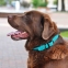 Ошейник для Собак Круглый Кожаный BronzeDog Premium с Металлической Фурнитурой Голубой Т 00312 0