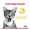 9 + 3шт Royal Canin fhn sensory taste jelly консервы для кошек 85г 11478 акция 3