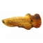 3D игрушка для животных Рыба арована 0