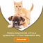 Advocate (Адвокат) Капли для кошек весом до 4 кг 3