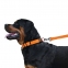 Поводок для собаки ACTIVE нейлоновый со светоотражением Оранжевый 152 см 2