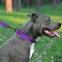 Поводок для собаки ACTIVE нейлоновый со светоотражением Фиолетовый 152 см 2
