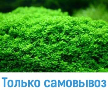 Хеміантус мікрантемоідес