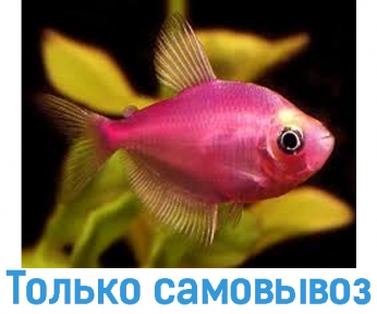 Тернеция Glo-Fish розовая