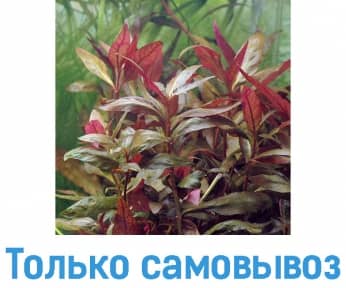 Альтернатера рейнера лилиевидная