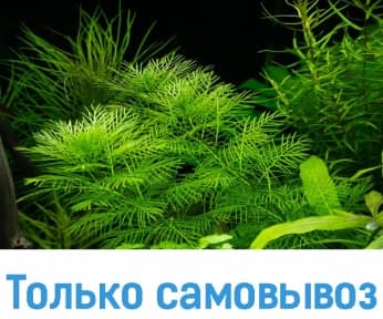 Перистолистник маттогроссенс